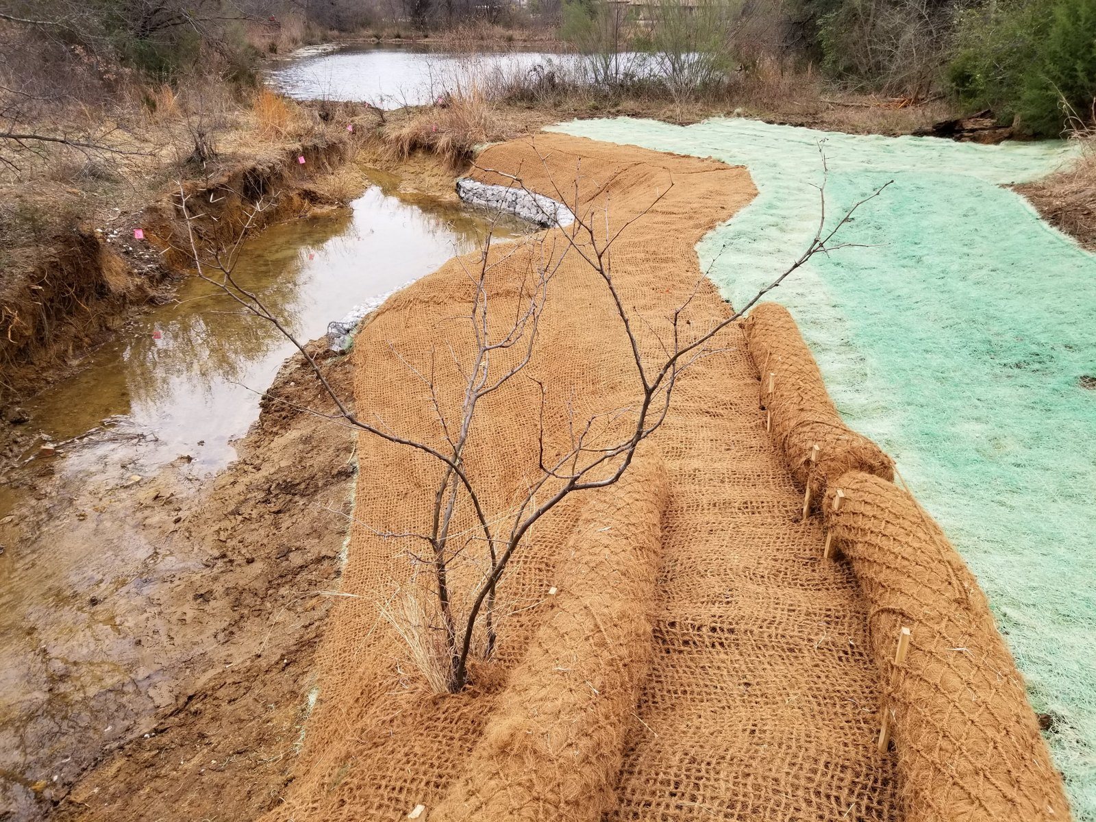 Coir logs and coconut fiber matting stabilizing a restored creek bank