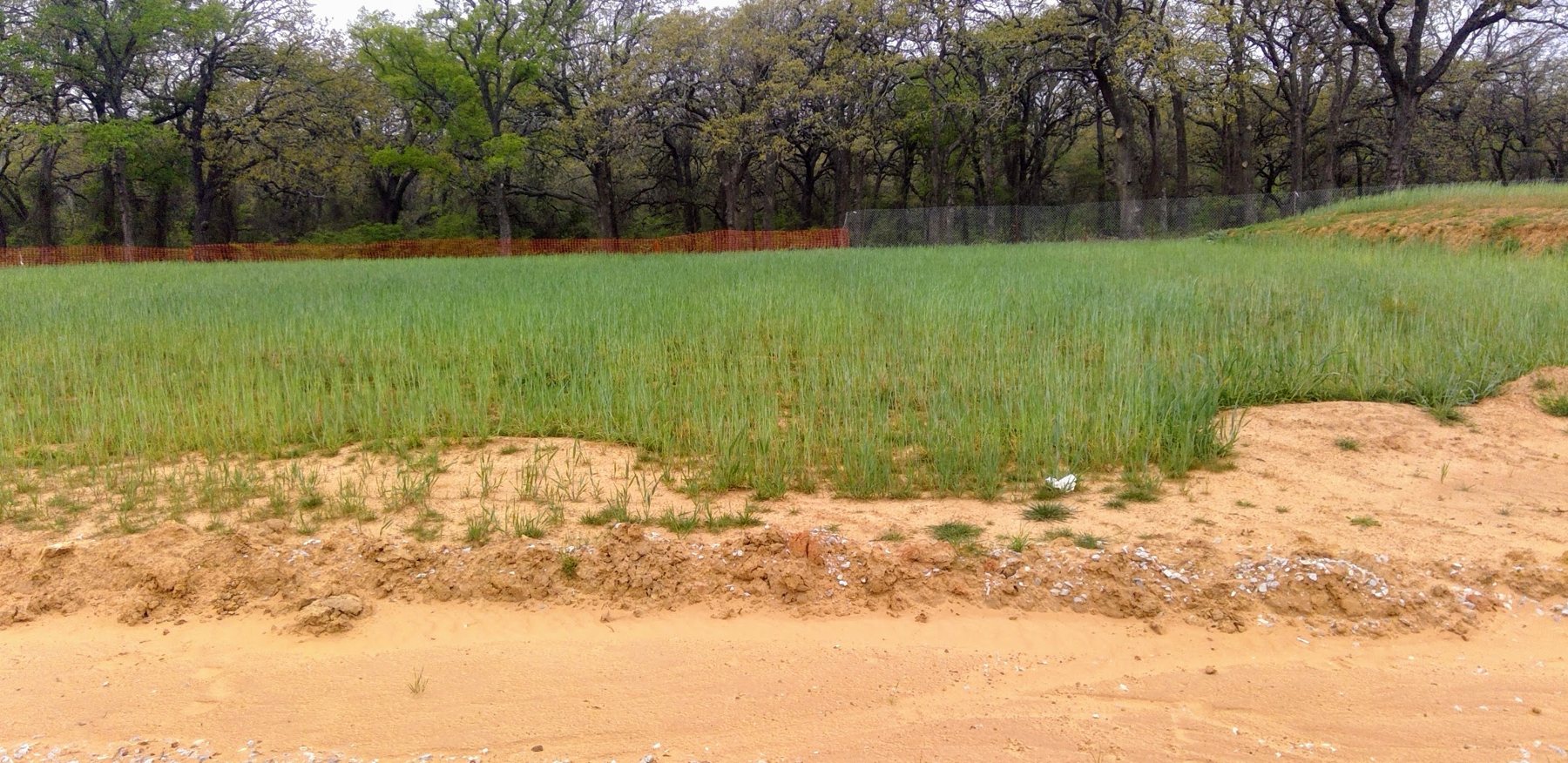 New grass establishing in sandy loam after seeding on a stabilized North Texas site