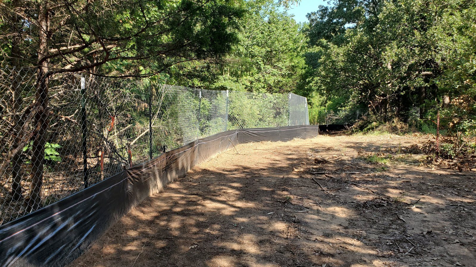 Cleared understory opened around preserved trees for protection fencing